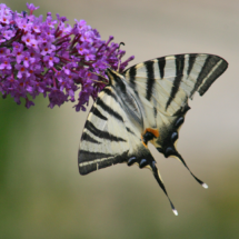 2-Papillon-Aveyron©T. Lambelin-FAHPA-150